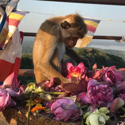 Rondreis Sri Lanka, 21 dagen