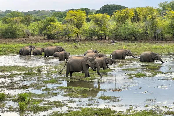 Safarireis Sri Lanka, 15 dagen